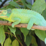 Jackson’s Chameleon for Sale
