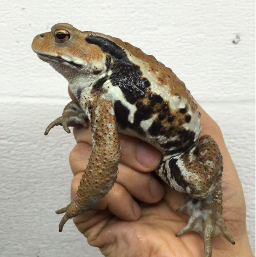Japanese-Toad-For-Sale-1.png Japanese Toad For Sale - Image 1