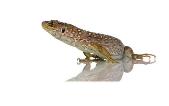 Jewelled-Lacerta-for-Sale.png Jewelled Lacerta for Sale - Image 1