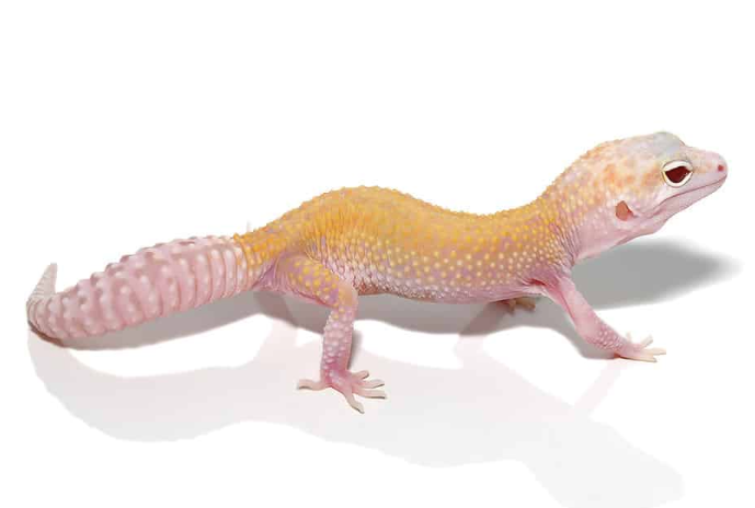 Juvenile-Raptor-Leopard-Gecko-Solid-Red-Eyes.png Raptor Leopard Gecko For Sale (Solid Red Eyes) - Image 1