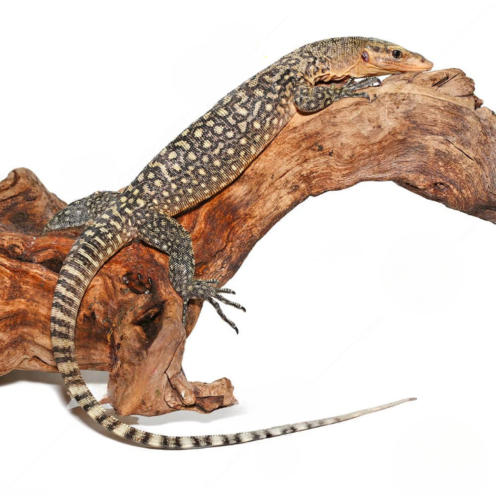 Juvenile-Yellow-Quince-Monitor_cleanup.png Juvenile Yellow Quince Monitor For Sale - Image 1