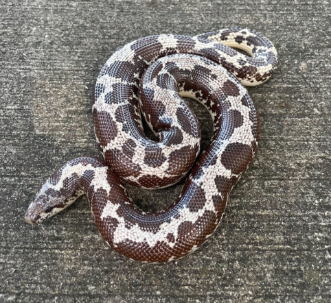 Kenyan-Sand-Boa-for-Sale.png Kenyan Sand Boa for Sale - Image 1