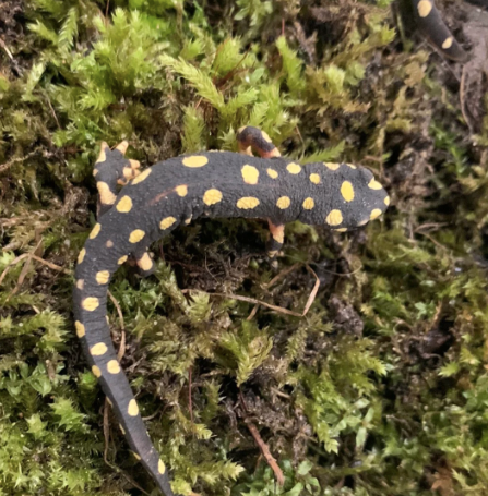 Lake-Urmia-Newt-for-Sale.png Lake Urmia Newt for Sale - Image 1