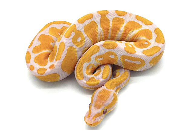 Lavender-Albino-Ball-Python-1.png Lavender Albino Ball Python For Sale - Image 1