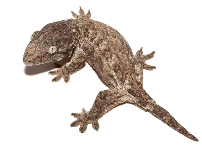 Leachianus-Gecko.png Leachianus Gecko For Sale - Image 1
