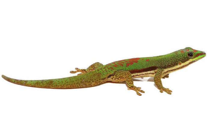 Lined-Day-Gecko.png Lined Day Gecko For Sale - Image 1