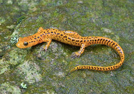 Long-Tail-Salamander-for-Sale.png Long Tail Salamander for Sale - Image 1