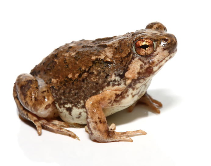 Madagascar-Brown-Rain-Frog.png Madagascar Brown Rain Frog For Sale - Image 1