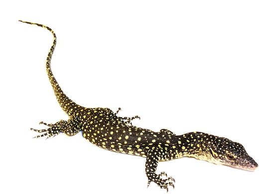 Mangrove-Monitor-for-Sale-.jpg Indonesian Mangrove Monitor for Sale - Image 1
