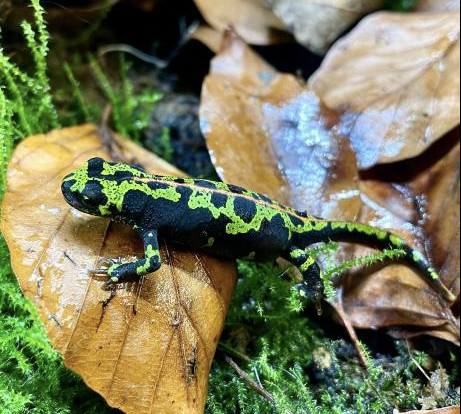 Marbled-Newt-for-Sale-1.png Marbled Newt for Sale - Image 1
