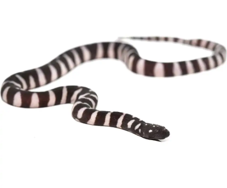 Marine-File-Snake-for-Sale.png Marine File Snake for Sale - Image 1