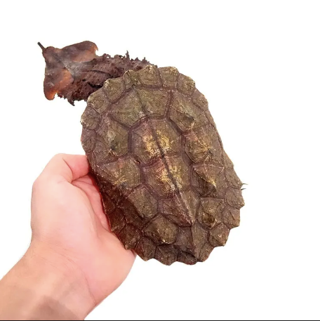 Mata-Mata-Turtle-for-Sale-1.png Mata Mata Turtle for Sale - Image 1