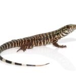 ‘Merica Tegu For Sale