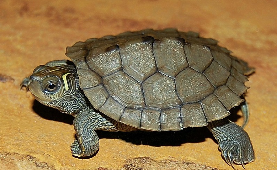 Mississippi-Map-Turtle-for-Sale-1.png Mississippi Map Turtle for Sale - Image 1