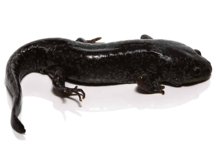 Mole-Salamander.png Mole Salamander For Sale - Image 1