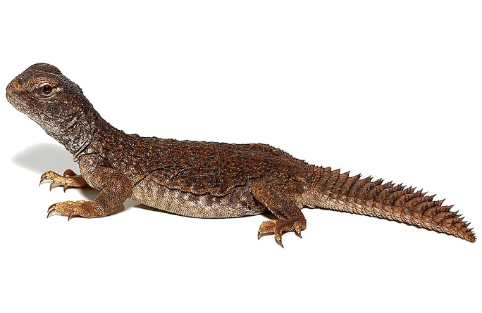 Moroccan-Uromastyx-for-Sale.png Moroccan Uromastyx for Sale - Image 1