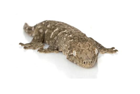 New-Caledonian-Gecko-for-Sale.png New Caledonian Gecko for Sale - Image 1