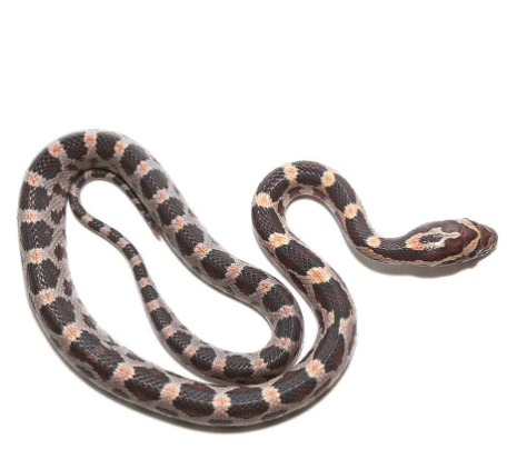Okeetee-Corn-Snake-for-Sale.png Okeetee Corn Snake for Sale - Image 1