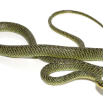 Ornate Flying Snake for Sale