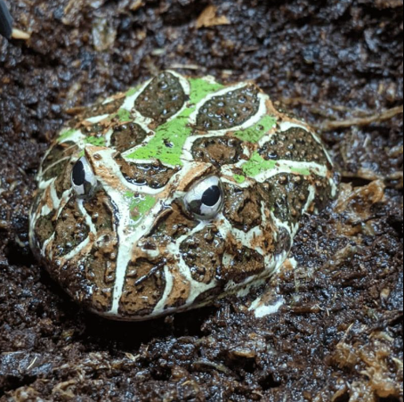 Ornate-Pacman-Frog-for-Sale.png Ornate Pacman Frog for Sale - Image 1
