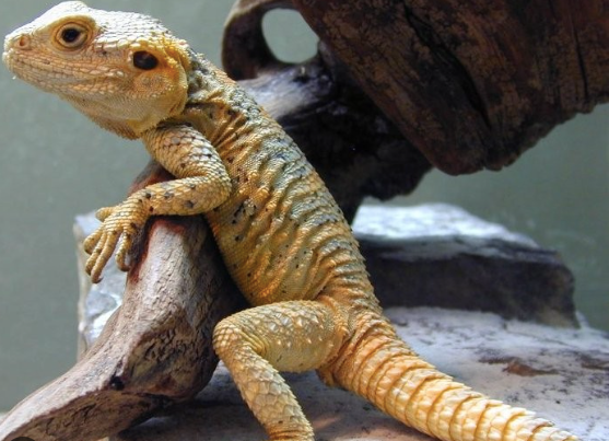 Painted-Agama.png Painted Agama For Sale - Image 1