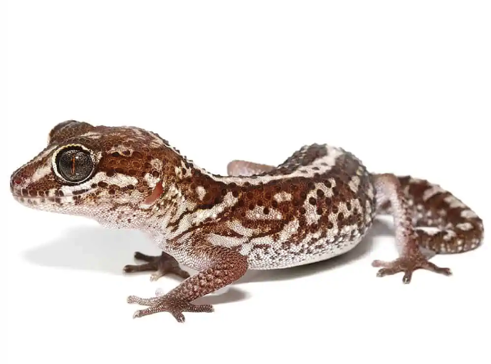 Panther-Gecko.png Panther Gecko For Sale - Image 1