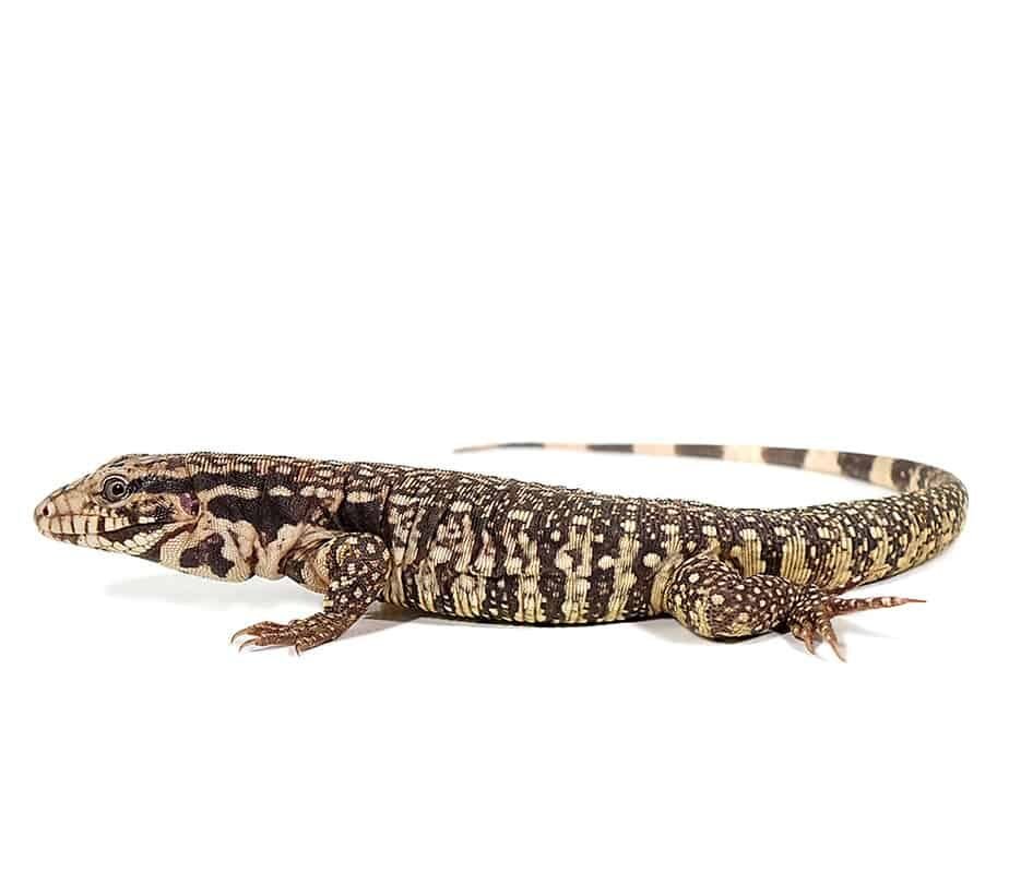 Paraguayan-Red-Tegu-e1722143567958.jpg Paraguayan Red Tegu For Sale - Image 1
