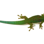Peacock Day Gecko for Sale