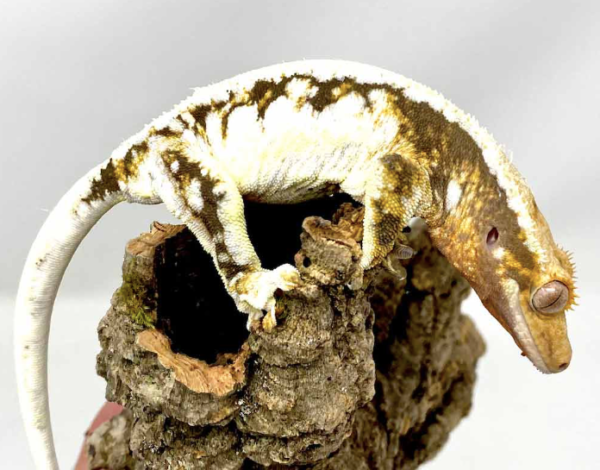 Pinstripe-Crested-Gecko-For-Sale-600x470-1.png Pinstripe Crested Gecko For Sale - Image 1