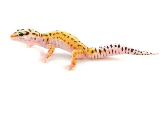 Pinstripe-Leopard-Gecko-for-Sale-.png Pinstripe Leopard Gecko for Sale - Image 1