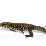 Porphura Tegu For Sale