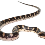 Puff Faced Water Snake for Sale
