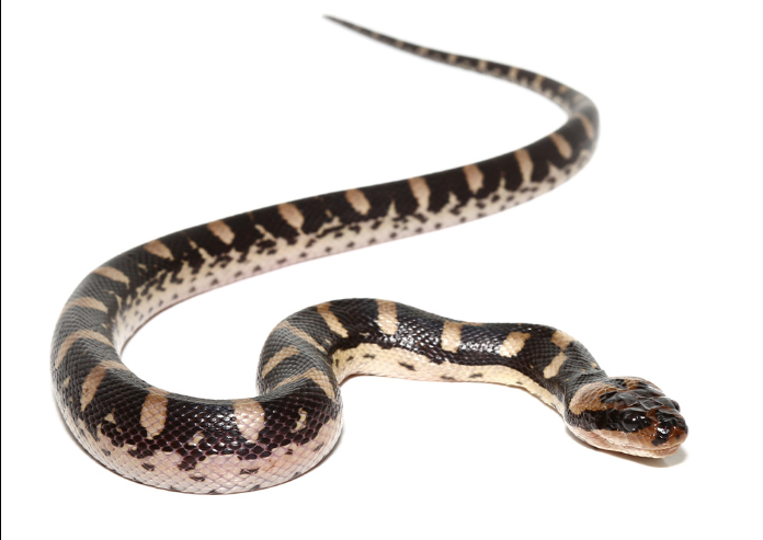 Puff-Faced-Water-Snake-for-Sale-1.png Puff Faced Water Snake for Sale - Image 1