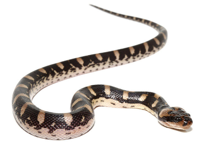 Puff-Faced-Water-Snake-for-Sale-2-e1756285960717.png Puff Faced Water Snake for Sale - Image 1