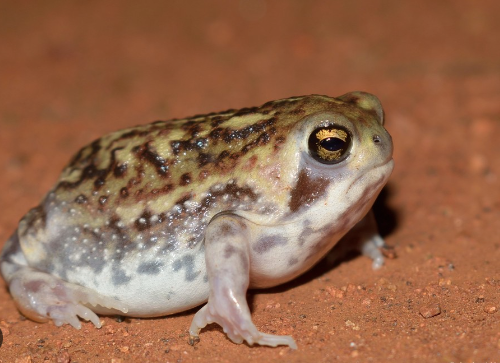 Rain-Frog-for-Sale.png Rain Frog for Sale - Image 1