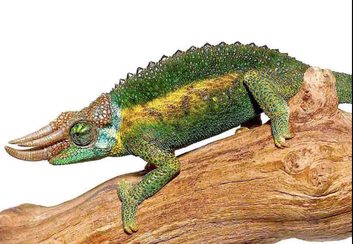 Rainbow-Jacksons-Chameleon.png Rainbow Jackson’s Chameleon For Sale - Image 1