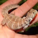 Rainbow Uromastyx for Sale