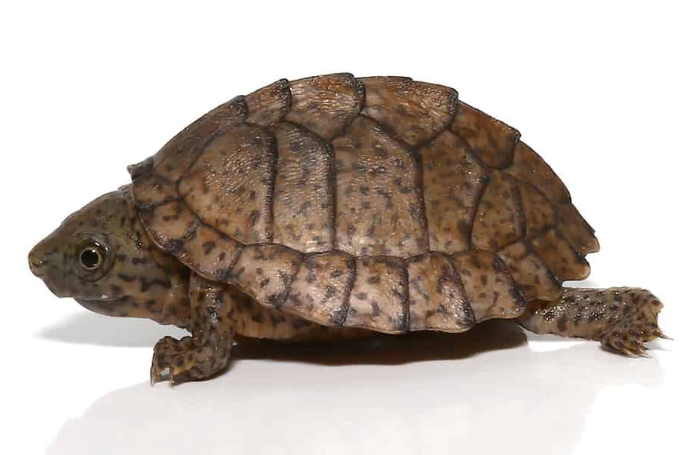 Razorback-Musk-Turtle.png Razorback Musk Turtle For Sale - Image 1