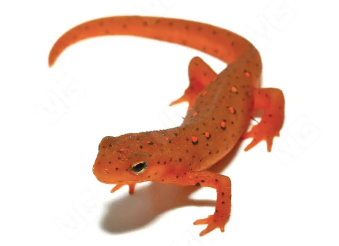 Red-Eft-for-Sale.png Red Eft for Sale - Image 1