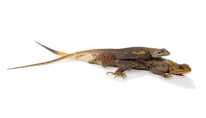 Red-Headed-Agama.png Red Headed Agama For Sale - Image 1
