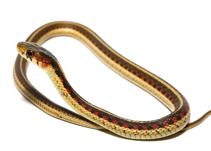 Red-Sided-Garter-Snake.png Red Sided Garter Snake For Sale - Image 1