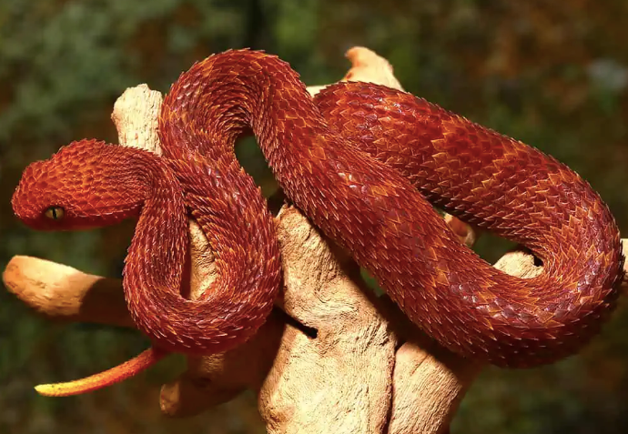 Red-Squamigera-Bush-Viper.png Red Squamigera Bush Viper For Sale - Image 1
