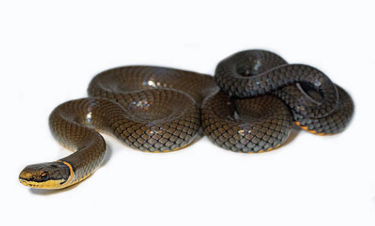 Ringneck-Snake-for-Sale-e1756297553173.png Ringneck Snake for Sale - Image 1