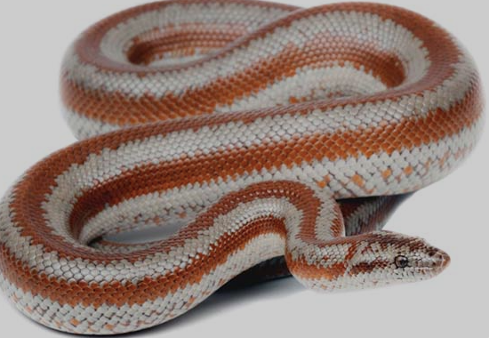 Rosy-Boa-for-Sale.png Rosy Boa for Sale - Image 1