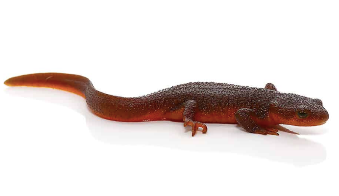 Rough-Skinned-Newt-for-Sale.png Rough Skinned Newt for Sale - Image 1