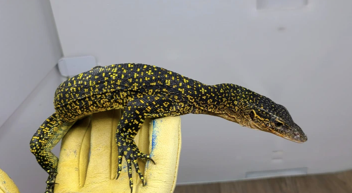 Russell-Island-Mangrove-Monitor.png Russell Island Mangrove Monitor For Sale - Image 1