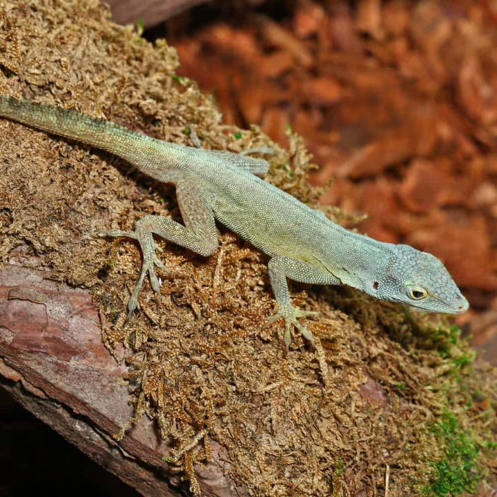 Sail-Morne-Constant-Anole_cleanup.png Sail Morne Constant Anole For Sale - Image 1