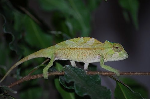 Sailfin-Chameleon-for-Sale.png Sailfin Chameleon for Sale - Image 1
