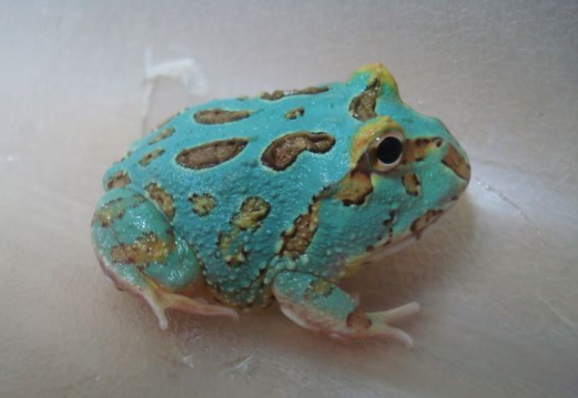 Samurai-Blue-Pacman-Frog-for-Sale.png Samurai Blue Pacman Frog for Sale - Image 1