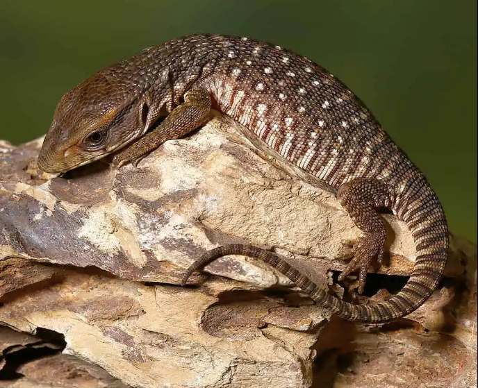 Savannah-Monitor-for-Sale.png Savannah Monitor for Sale - Image 1